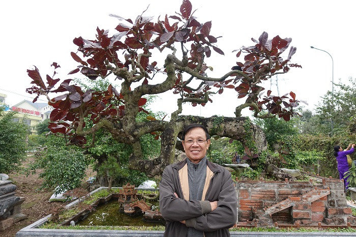 Hình ảnh Chiêm ngưỡng cây bàng lá đỏ độc nhất vô nhị của tướng Phan Văn Vĩnh số 1