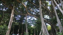 Đi xem cây Dã Hương ngàn năm tuổi hiếm hoi trên thế giới ảnh 3