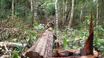 Thủ tướng yêu cầu điều tra, làm rõ vụ phá rừng tại Bình Định ảnh 2