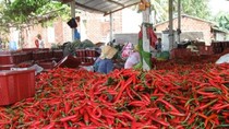 Nông sản Việt bị ứ đọng, ép giá: Phải giải cho được bài toán phụ thuộc ảnh 2