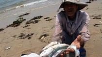 Tiến sĩ Nguyễn Văn Khải và câu chuyện cá biển chết ảnh 1