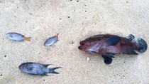 Cá chết nghi do nước biển bị nhiễm độc, người tắm có sao không? ảnh 3