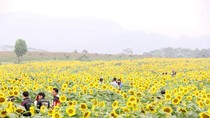 Tháng 12, về Nghệ An tham gia lễ hội hoa hướng dương ảnh 2