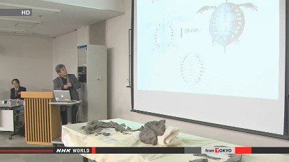 Phát hiện rùa hóa thạch 70 triệu năm tuổi tại Nhật Bản