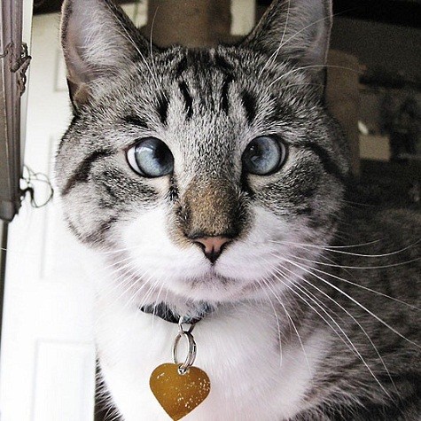 Mèo mắt lác có cần chăm sóc đặc biệt không?
