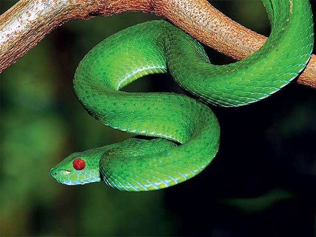Hình ảnh kinh dị của rắn hai đầu