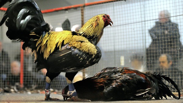 Mỹ phá sới chọi gà dùng cựa sắt quy mô lớn | Giáo dục Việt Nam