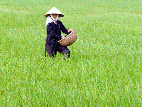 Hàng chục loại phân bón bị loại khỏi Thông tư 38