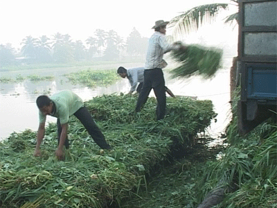 Phiên chợ họp từ rất sớm rồi cũng tan rất nhanh, kẻ bán người mua trao tận tay hàng hóa cho nhau khi đã thuận mua, vừa bán. Điều rất riêng của phiên chợ cỏ là không có chuyện nói thách, trả giá, hay cò kè thêm bớt . Đã vậy, chợ còn vắng cả tiếng ồn ào, chát chúa với những âm thanh xô bồ thường thấy, mà dân chợ cỏ ai cũng mang dáng vẻ chất phác, cần cù lam lũ.