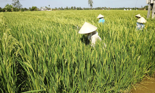 Nhân công địa phương được thuê chăm sóc diện tích lúa lai của người Trung Quốc.