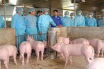 Thủ tướng chỉ đạo một loạt giải pháp cấp bách chống dịch tả lợn châu Phi