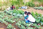Lên Đồng Văn xem học sinh tiểu học trồng rau, nuôi lợn sau giờ học
