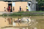 Phụ huynh ở Thanh Hóa phát hoảng với nguồn nước đầu vào bị ô nhiễm trầm trọng