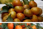 Cam Vinh giá dưới 50.000 đồng/kg chỉ có thể là cam Trung Quốc