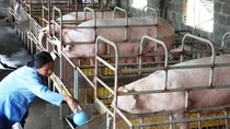 Việc giá lợn hơi thấp như hiện nay nguyên nhân có phần do thương lái ép giá, gian thương “đục nước béo cò”