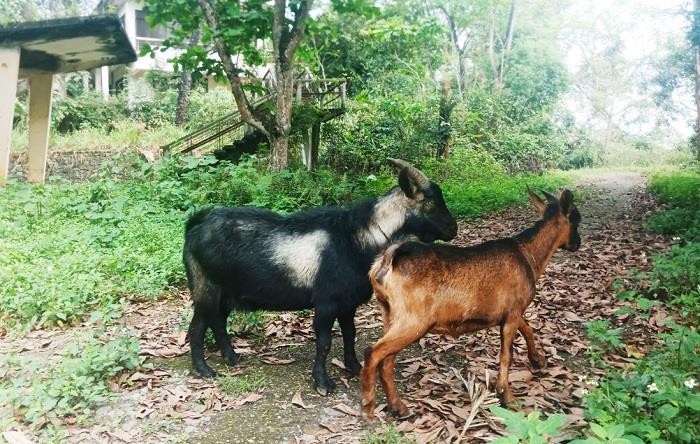 Một gia đình ở Đồng Nai khiếu kiện hơn 20 năm rơi vào im lặng ảnh 3