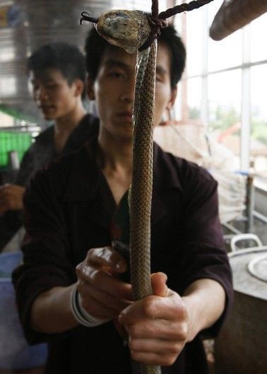 Cảnh thịt rắn hổ mang của nhân viên nhà hàng VN khiến mạng 