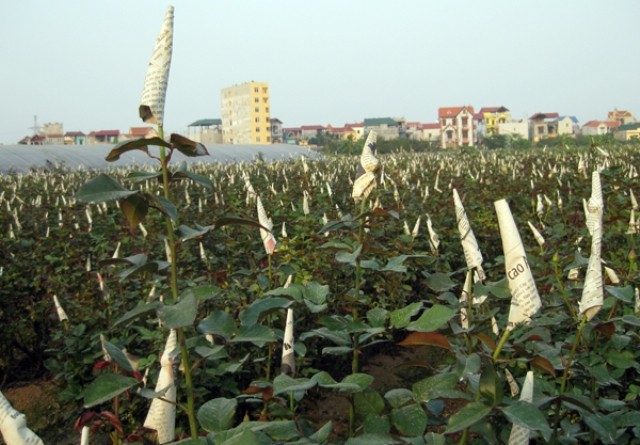 Hoa hồng trên cánh đồng hoa Tây Tựu được người dân chăm sóc cẩn thận, để chờ ngày khoe sắc