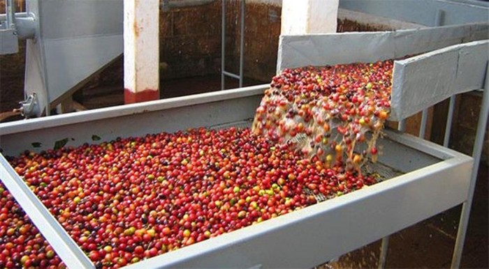 Theo đánh giá của Tổ chức cà phê Quốc tế (ICO), cà phê xuất khẩu của Việt Nam không chỉ giảm trong tháng 6/2013 mà còn giảm trong suốt 9 tháng đầu của niên vụ 2012-2013 khi chỉ đạt 17,32 triệu bao, giảm 5,5% so với cùng kỳ năm ngoái.