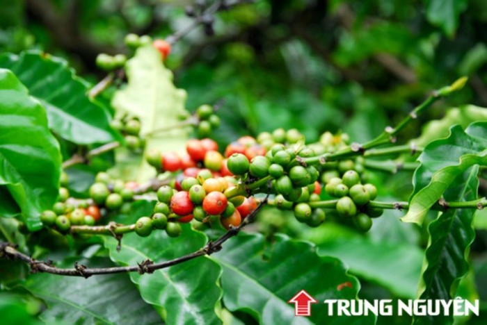 Trong lúc khó khăn hiện nay chỉ một số ít doanh nghiệp cà phê Việt Nam tìm ra hướng đi riêng và phát triển trong đó có Cà phê Trung Nguyên
