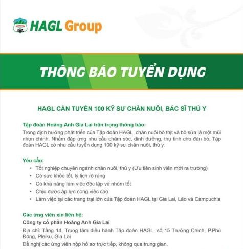 Thông báo tuyển bác sĩ thú y và kỹ sư chăn nuôi của HAGL.