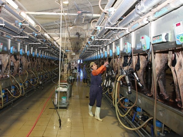 Ngành chăn nuôi bò thịt và bò sữa đặt ra thách thức lớn khi sản phẩm này được nhập khẩu khẩu trong khối các nước TPP có mức thuế bằng 0. Ảnh: Vận hành dây chuyền vắt sữa - Đình Huệ/TTXVN.