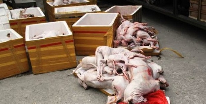 Hơn một tấn gồm cá thể chó mèo và nội tạng thối được lực lượng liên ngành Thanh Hóa bắt giữ (ảnh nguồn Người Lao Động)