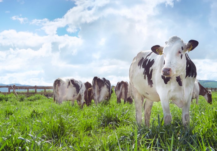 Đàn bò sữa được chăn thả tự nhiên tại trang trại bò sữa Vinamilk Lâm Đồng.