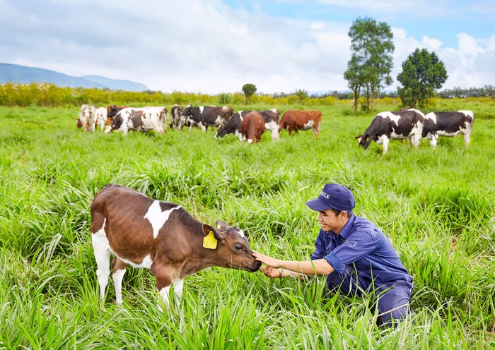 Trang trại bò sữa Organic được Vinamilk đã được đầu tư xây dựng với quy mô ban đầu là 500 con bò sữa hữu cơ.