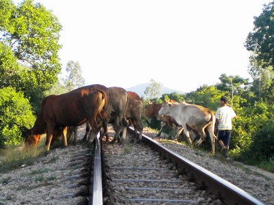 Ở nhiều nơi, người dân còn thả gia súc ngay trên đường ray tàu hỏa, gây mất an toàn giao thông đường sắt - ảnh Báo Giao thông vận tải