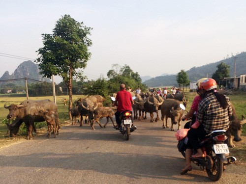 Việc chăn thả gia súc không chỉ xuất hiện trên các tuyến đường nông thôn - ảnh Báo Hòa Bình
