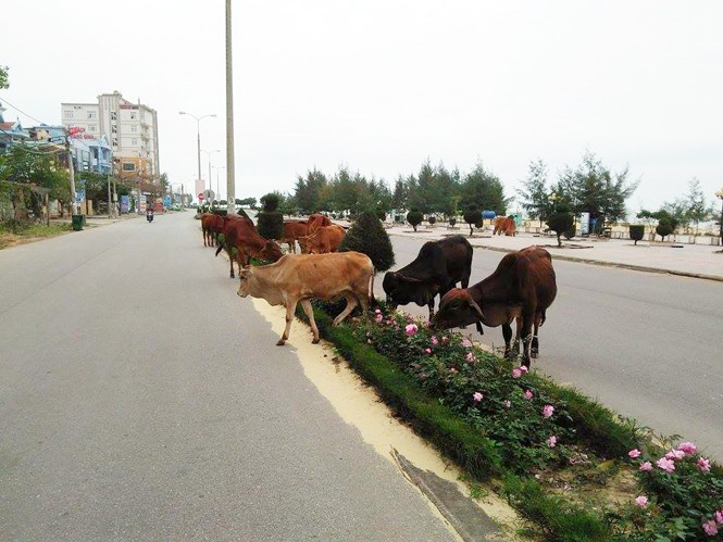 Ngay trên tuyến đường quốc lộ hiện tượng gia súc thả rong diễn ra gây mất an toàn giao thông - ảnh Báo Quảng Ninh