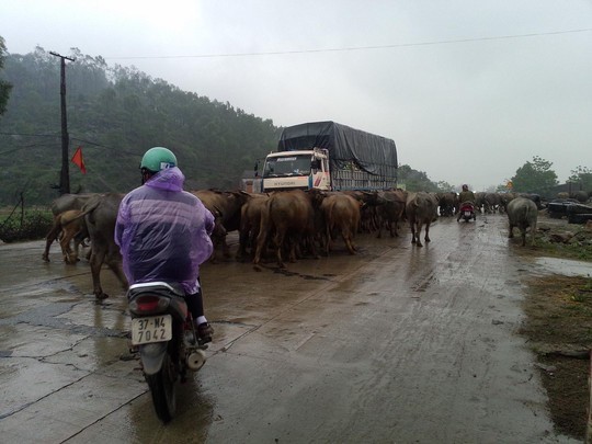 Nâng cao nhận thức người dân khi dắt gia súc trên các tuyến đường để không cản trở giao thông và gây tai nạn đáng tiếc - ảnh Báo NLĐ.