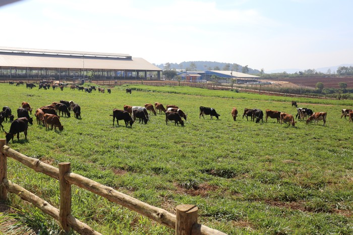 Với trang trại bò sữa tiêu chuẩn organic Châu Âu đầu tiên tại Việt Nam, Vinamilk đã tiên phong dẫn đầu xu hướng organic nhằm mang đến những sản phẩm organic cao cấp giàu dinh dưỡng từ thiên nhiên tốt cho sức khỏe - ảnh nguồn Vinamilk