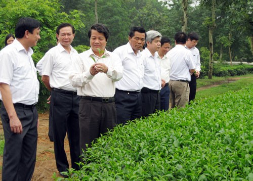 Ông Hoàng Dân Mạc (người cầm ngọn chè) trong một lần làm việc tại Công ty chè Phú Đa (Ảnh: baophutho.vn)