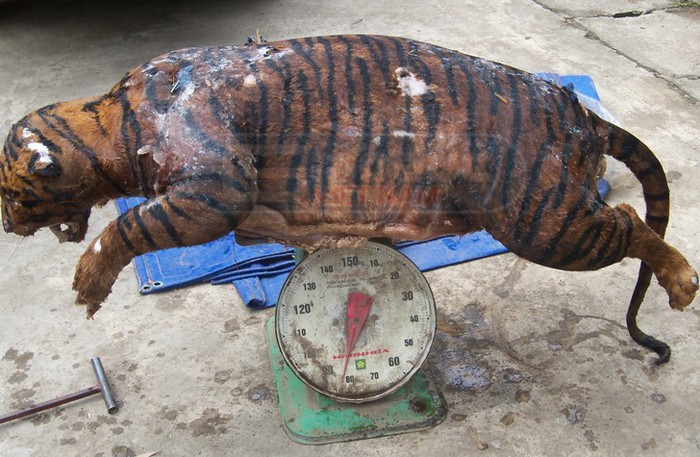 Sơ bộ ban đầu cơ quan cho biết, cá thể Hổ này thuộc nhóm IB động vật hoang dã, trọng lượng 83kg