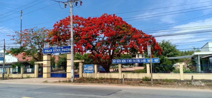 Cây phượng 25 năm tuổi tại Trường Tiểu học ở Đức Linh khi chưa bị đốn hạ (Ảnh CTV)