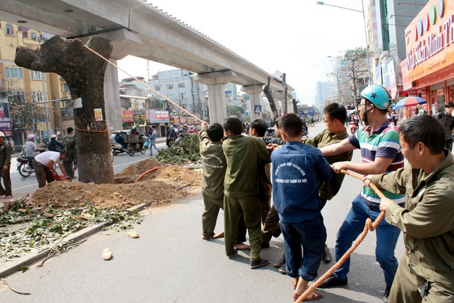 Hà Nội chỉ có kinh phí chặt hạ cây? (Ảnh: VNE)