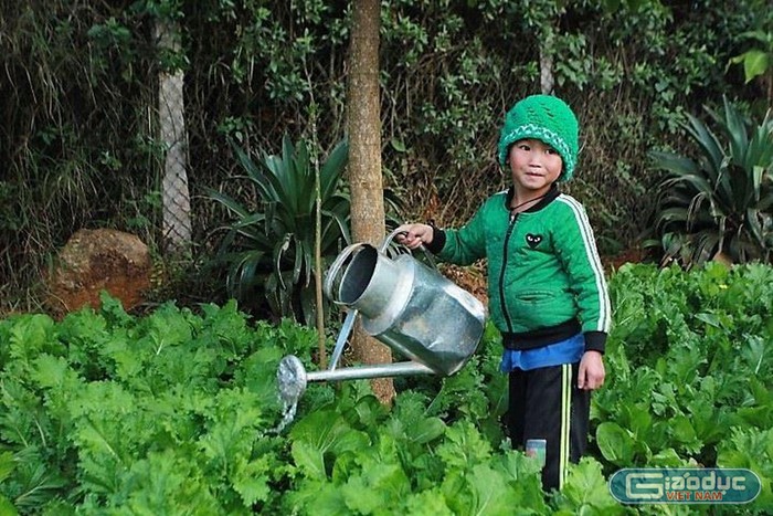 Những luống rau xanh mướt phục vụ bữa ăn ngày Tết cho học sinh (Ảnh:V.N)