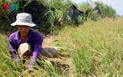 Nông dân Bến Tre cắt lúa chết