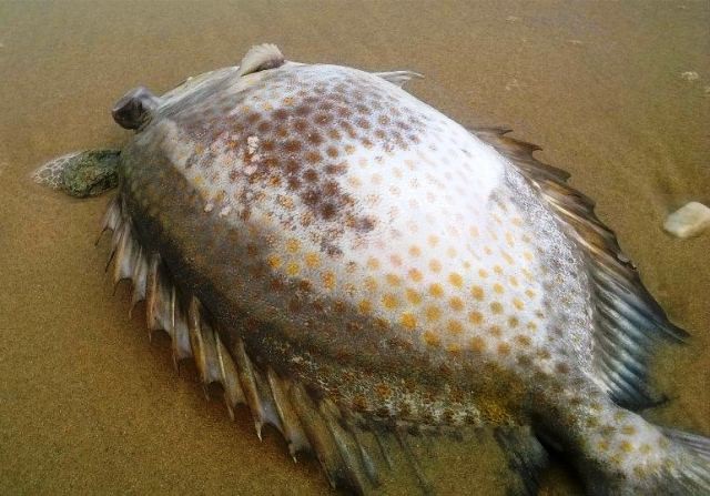 Xác cá chết ở bờ biển Quảng Phú, huyện Quảng Trạch. (Ảnh: Huy Hoàng)