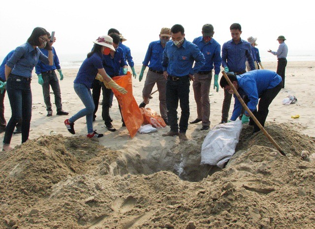 Sáng 27/4, đoàn thanh niên của Viettel Quảng Bình đi gom và đào hố chôn cá chết ở bãi tắm Đá Nhảy. Nhiều người cũng không chịu nổi vì mùi hôi thối bốc lên. (Ảnh: Thủy Phan)