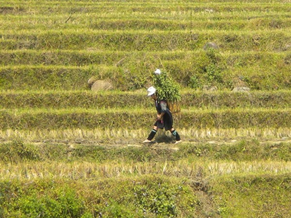 Người phụ nữ ở nhà thu hoạch lúa và chăn nuôi gia súc còn những người đàn ông lên thành phố để tìm việc làm, Marie-Astrid chia sẻ.