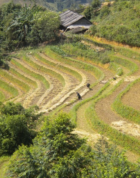 Sapa vào mùa gặt.