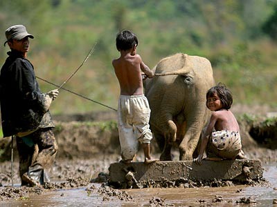 Có lẽ chỉ có trẻ con vùng cao mới dám cầm đuôi trâu như thế này!