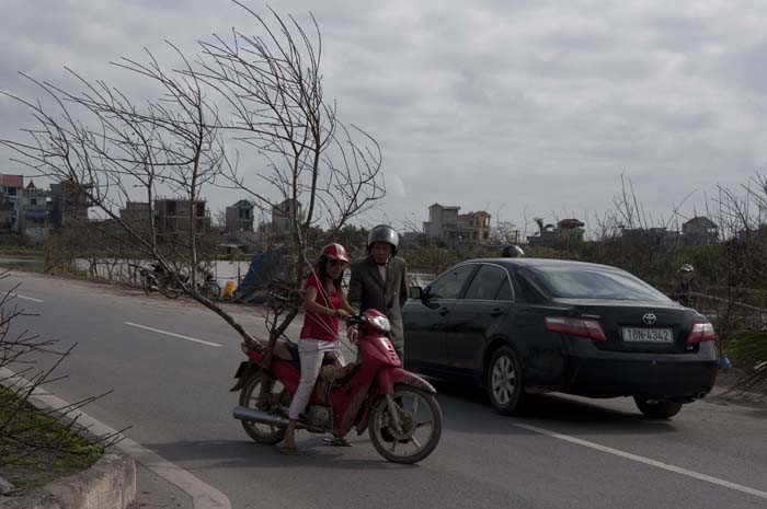 Háo hức trở đào rừng về đón Tết