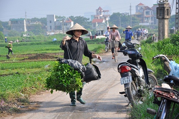 Khung cảnh tấp nập trong buổi sáng tại khu vực trồng rau đặc biệt này.