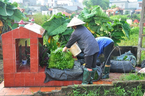 Người dân hồn nhiên tận dụng không gian tại các bia mộ để làm nơi tập kết rau từ ruộng về.