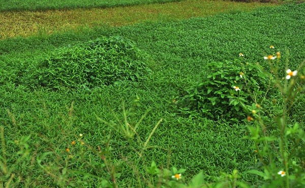 Xung quanh đó cũng còn một số ruộng rau được trồng cấy ngay trên khu mộ vừa chôn.