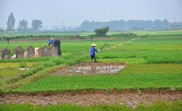 Người dân canh tác nhiều năm qua tại khu nghĩa địa này.